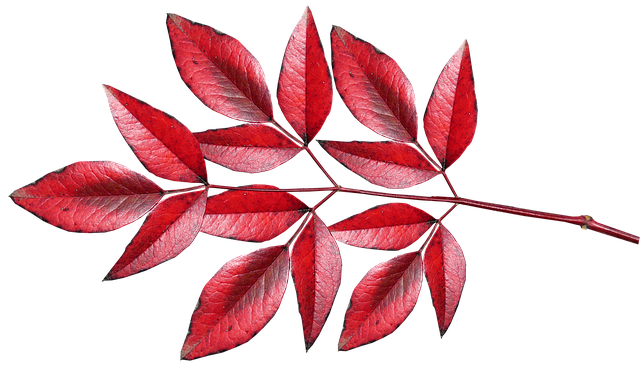 树叶 竹子 南迪娜 - 上的免费照片