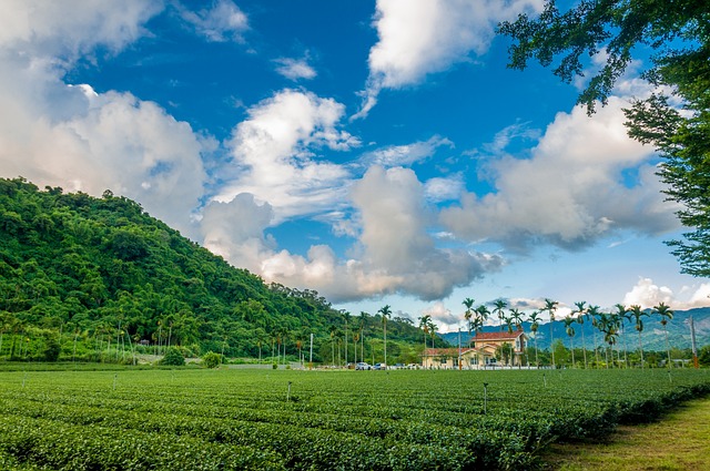 茶園 天空 山坡 - 上的免费照片