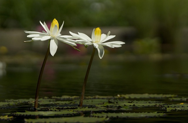 荷花 池塘 电车站 - 上的免费照片