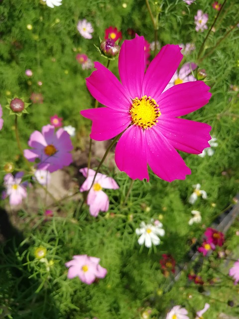 科斯梅亚 花园 花朵 - 上的免费照片