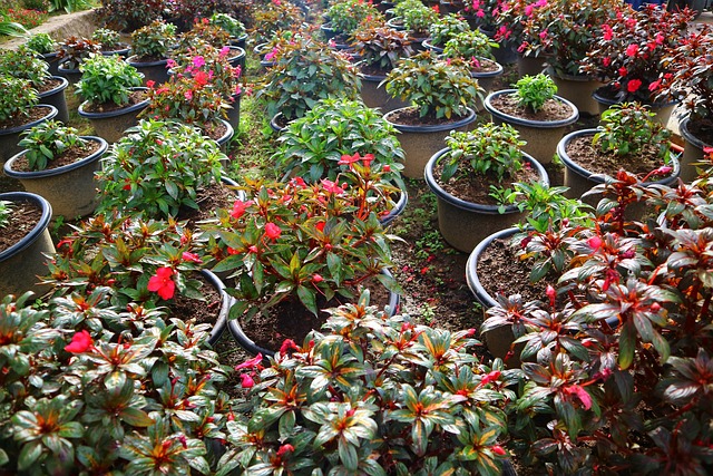 绿色 花 Taman Bunga - 上的免费照片