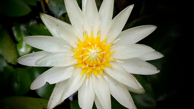 百合 自然 美丽的花朵 - 上的免费照片