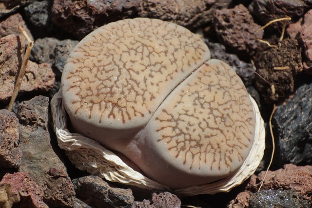Lithops Leslei Var Venteri - 上的免费照片