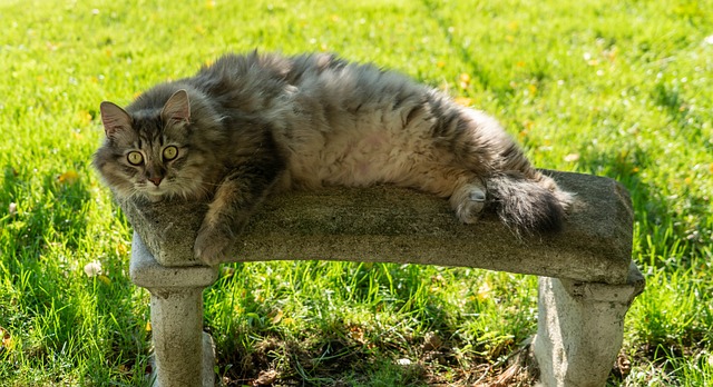 缅因库恩猫 灰色的猫 绿眼睛 - 上的免费照片