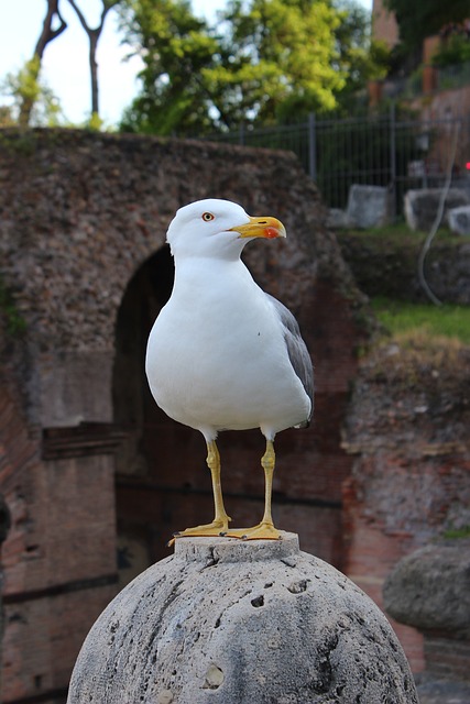 海鸥 动物 鸟 - 上的免费照片
