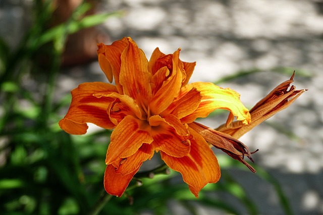 美丽 颜色 花 - 上的免费照片