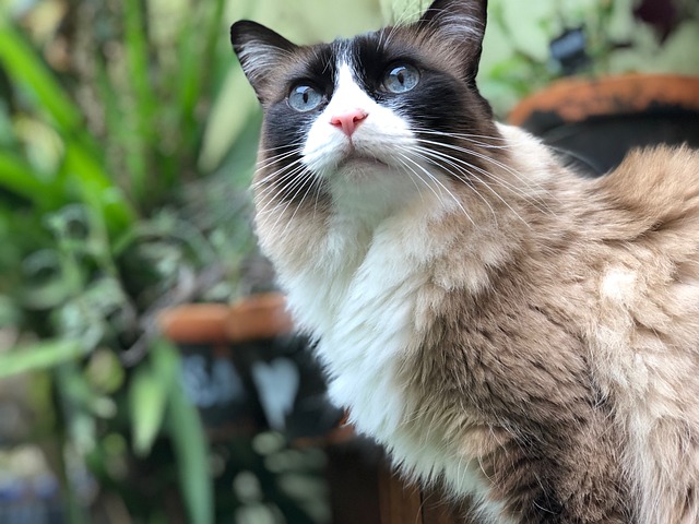 猫 女性 可爱的 - 上的免费照片