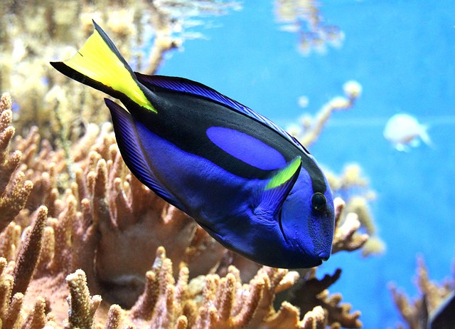 鱼 观赏鱼 水族馆 - 上的免费照片