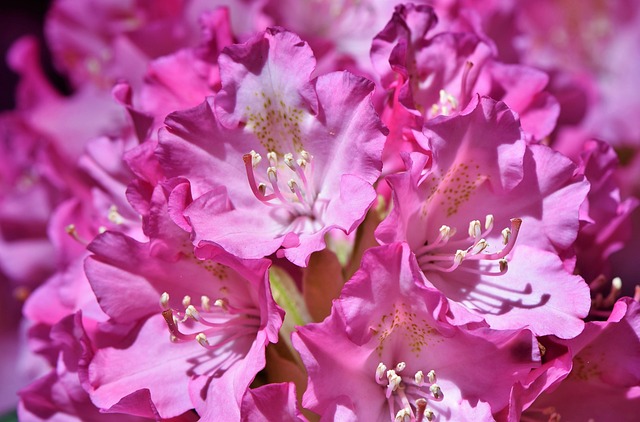 花朵 杜鹃 植物学 - 上的免费照片