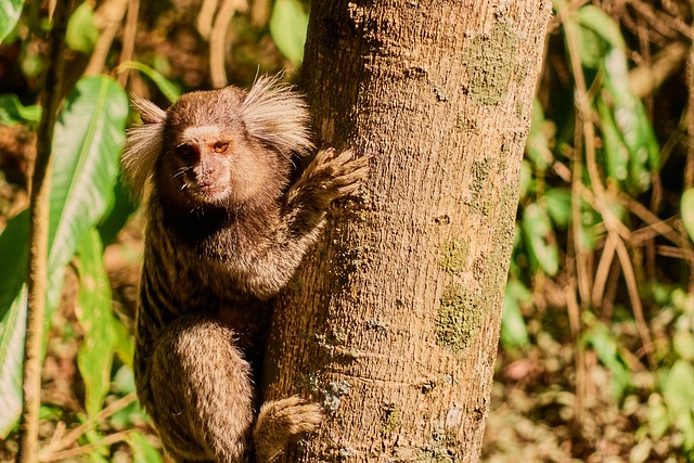 里约热内卢 猿 簇绒猴 - 上的免费照片