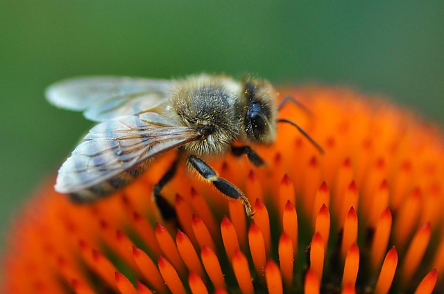 蜜蜂 昆虫 动物 - 上的免费照片