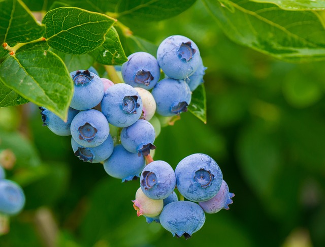 蓝莓 水果 浆果 - 上的免费照片