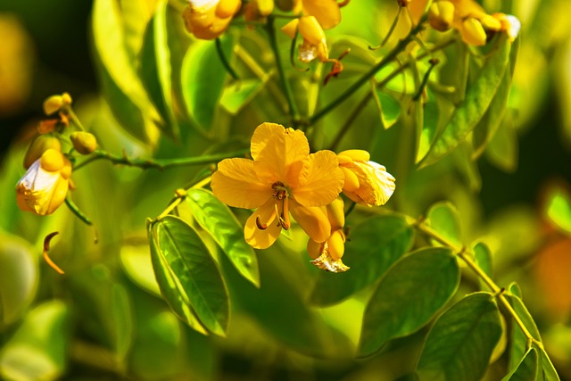 毛茛布什 腺塞纳 花 - 上的免费照片