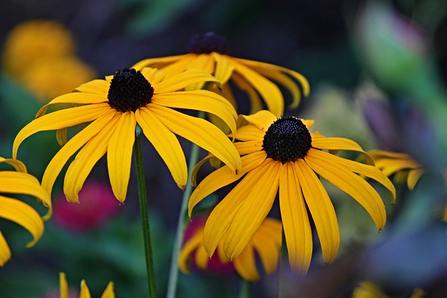 花朵 锥花 植物学 - 上的免费照片