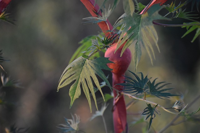 植物 红色的 格栅 - 上的免费照片