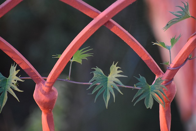 植物 红色的 格栅 - 上的免费照片