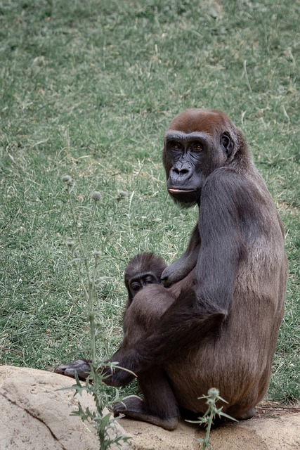 大猩猩 猴子 大猩猩的母亲 - 上的免费照片