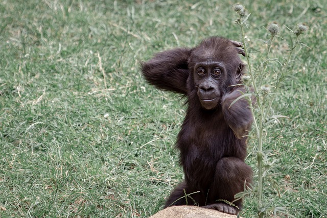 大猩猩 猴子 大猩猩的母亲 - 上的免费照片