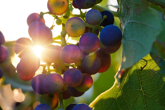 葡萄 水果 太阳 - 上的免费照片