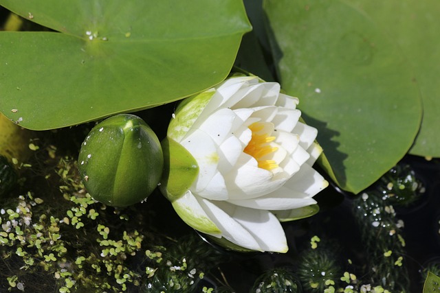 莉莉 池塘 浮花 - 上的免费照片