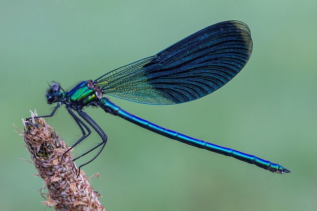 宏 蜻蜓 昆虫 - 上的免费照片