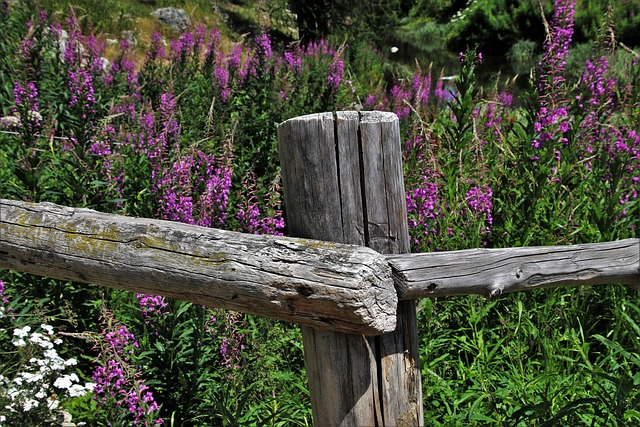野花 粉色的 植物 - 上的免费照片