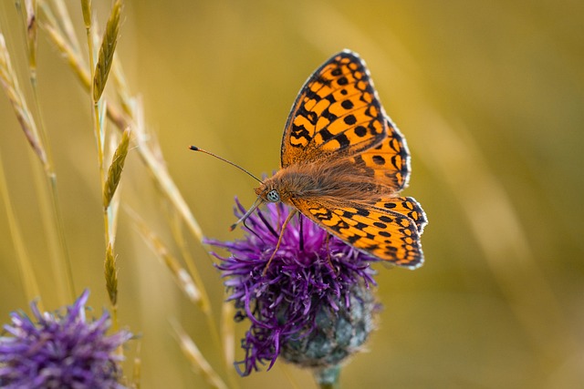 蝴蝶 川贝 埃德尔法特 - 上的免费照片