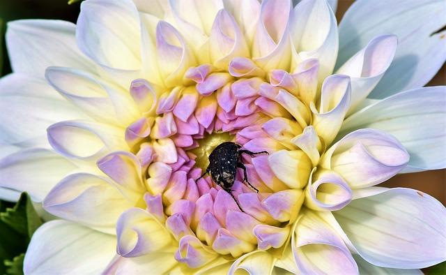 大丽花 悲伤上升的甲壳虫 甲虫 - 上的免费照片