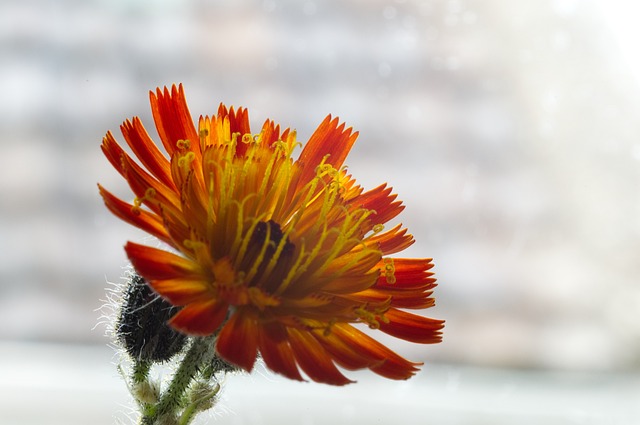 鹰草 花 自然 - 上的免费照片
