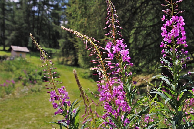 粉红色的花朵 草地 植物 - 上的免费照片