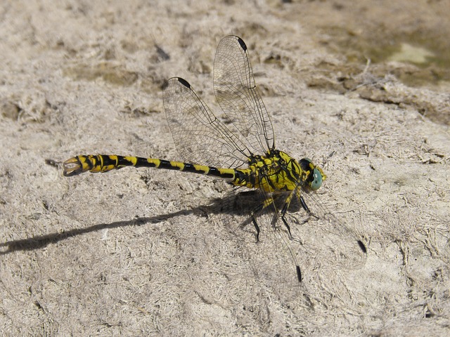蜻蜓 蜻蜓虎 Onychogomphus Forcipatus - 上的免费照片