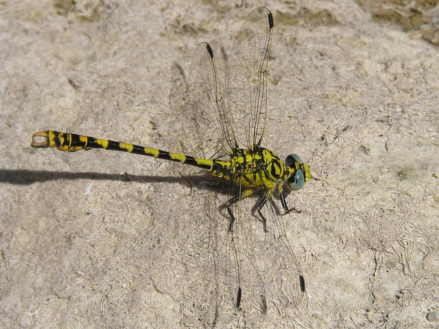 蜻蜓 蜻蜓虎 Onychogomphus Forcipatus - 上的免费照片