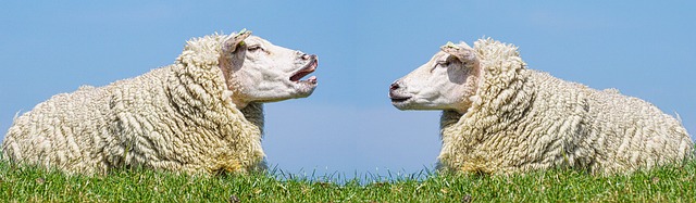 羊 沟通 讨论 - 上的免费照片