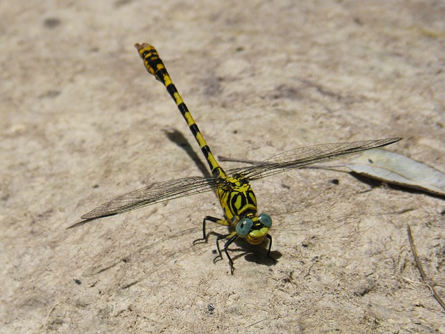 蜻蜓 蜻蜓虎 Onychogomphus Forcipatus - 上的免费照片