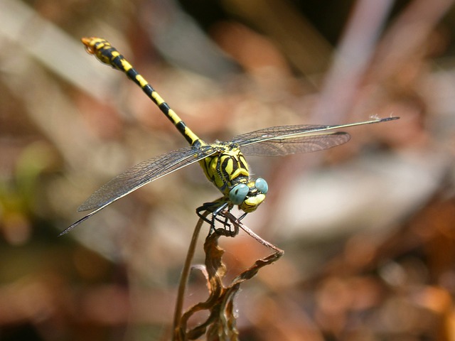 蜻蜓 蜻蜓虎 Onychogomphus Forcipatus - 上的免费照片