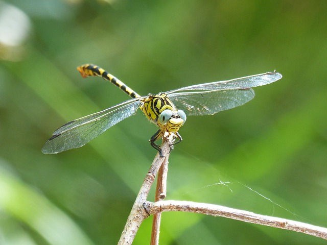 蜻蜓 蜻蜓虎 Onychogomphus Forcipatus - 上的免费照片