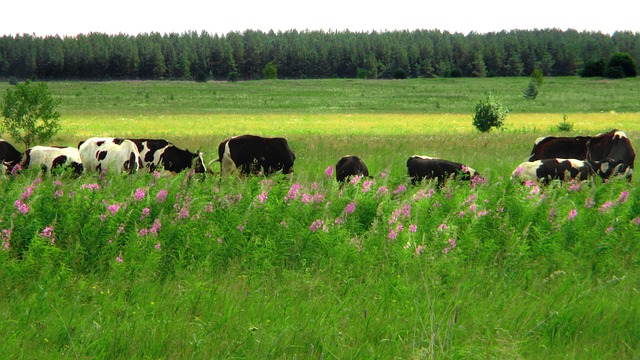 字段 草地 奶牛 - 上的免费照片