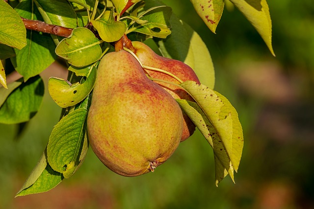 梨 水果 生长 - 上的免费照片
