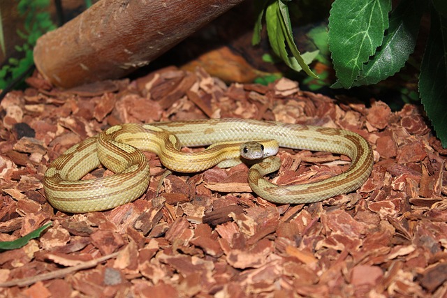 蛇 Panthérophis Guttatus 爬行动物 - 上的免费照片