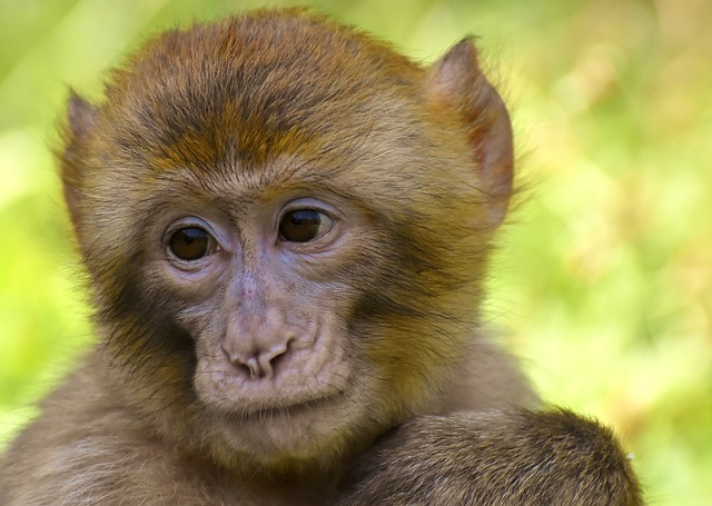 巴巴利猿 巴巴里猕猴 猴 - 上的免费照片