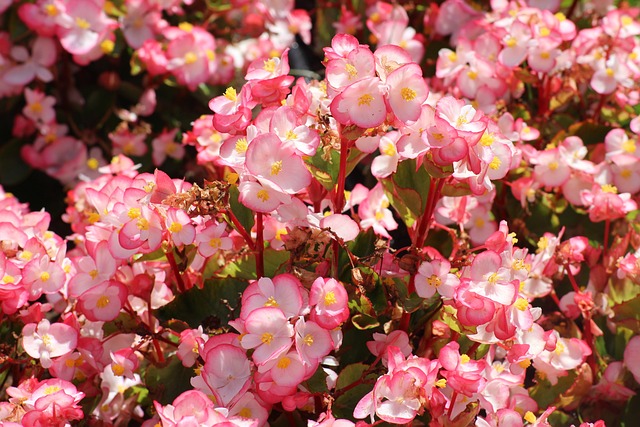秋海棠 花朵 小花 - 上的免费照片