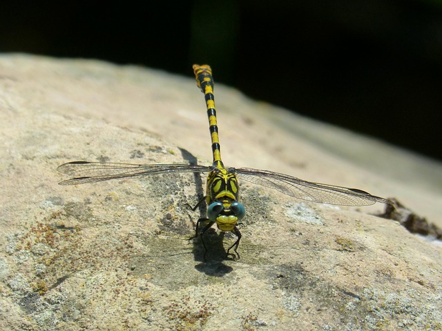 蜻蜓 蜻蜓虎 Onychogomphus Forcipatus - 上的免费照片