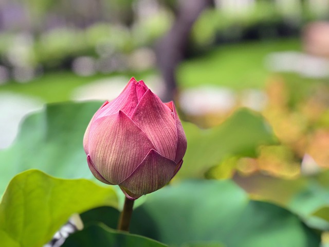 蓮花 含苞 嬌豔 - 上的免费照片