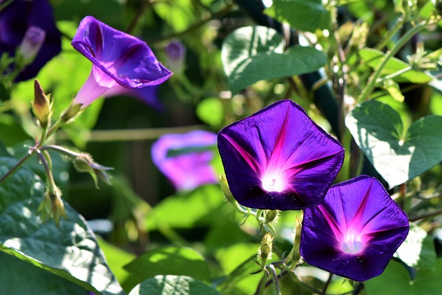 牵牛花 花朵 紫罗兰花 - 上的免费照片