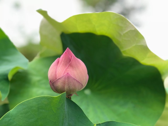 蓮花 含苞 綠葉 - 上的免费照片