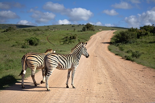 斑马 南非 非洲 - 上的免费照片