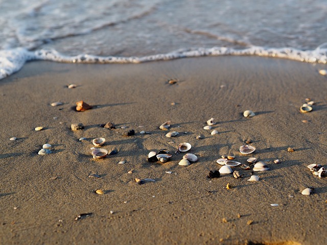 海滩 海 贝类 - 上的免费照片