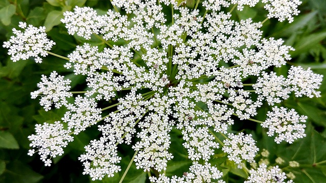 买竹子的花 漂亮的花 小花 - 上的免费照片