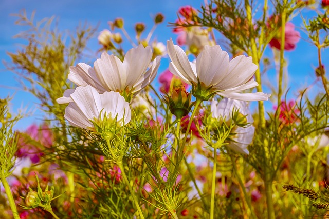 Cosmea 花 盛开 - 上的免费照片