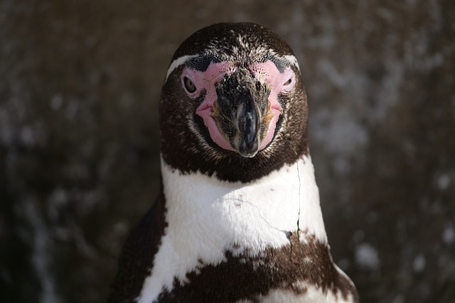 动物 野生动物 企鹅 - 上的免费照片